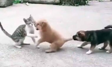 Hilarious video: in a dog and cat duel, a little dog learns that it's not always true that if one doesn't want to, two don't fight (Photo: Reproduction/Twitter)