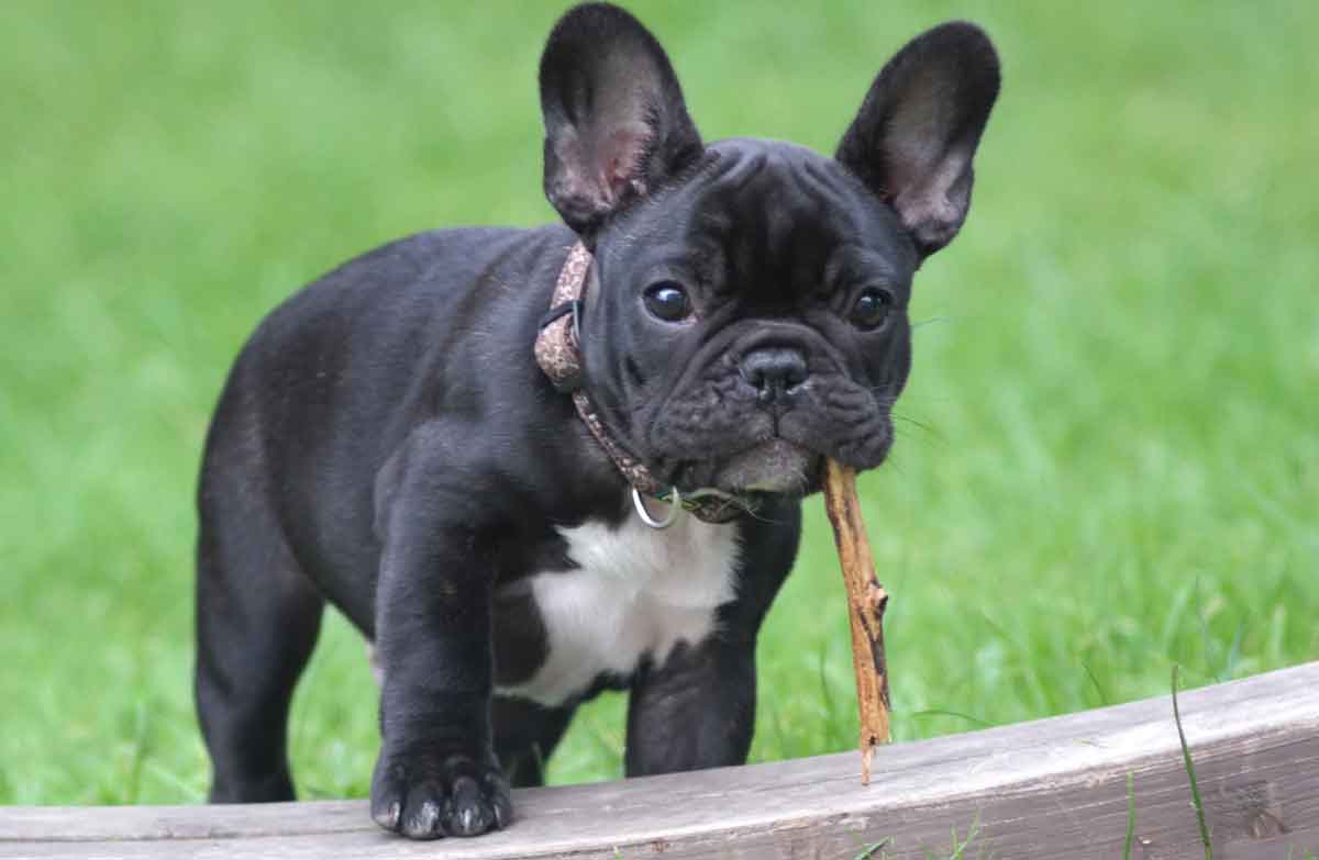 French Bulldog: Everything You Need to Know About the Breed