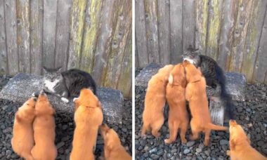 Video divertentissimo: gatto impavido affronta un attacco di adorabili cuccioli di golden retriever. Foto: riproduzione Instagram