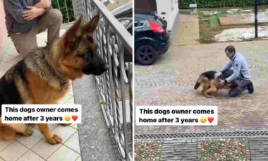 Video carino: cane si riunisce con il proprietario dopo tre anni e 'impazzisce' di felicità (Foto: Riproduzione/Instagram)