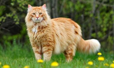 Scopri le 10 razze di gatti più affettuose