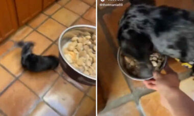 Video divertente: non avrai mai visto un cane così entusiasta per la cena come questo (Foto: Screenshot di Twitter)