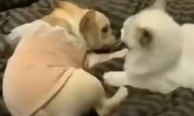 Hilarious video: French Bulldog uses lethal weapon to end fight with a cat (Photo: Reproduction/Instagram)