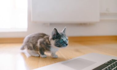 Ilusão de ótica: você consegue encontrar um gato nessa imagem em 6 segundos? (Foto: Sereja Ris/Unsplash)