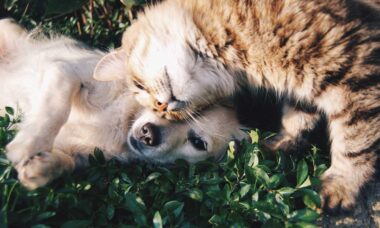 Queste sono le 10 razze di cani più inclini a convivere bene con i gatti. Foto: pexels