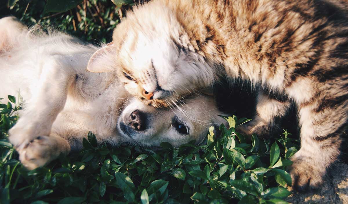 Queste sono le 10 razze di cani più inclini a convivere bene con i gatti. Foto: pexels 