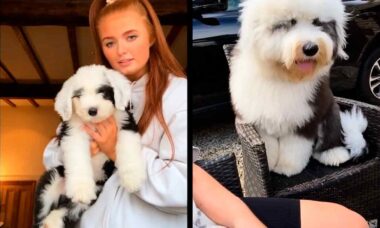 Video: Conosci il cane gigante che è diventato famoso come un orso polare sui social network. Riproduzione Tiktok @alexalouisewilliams