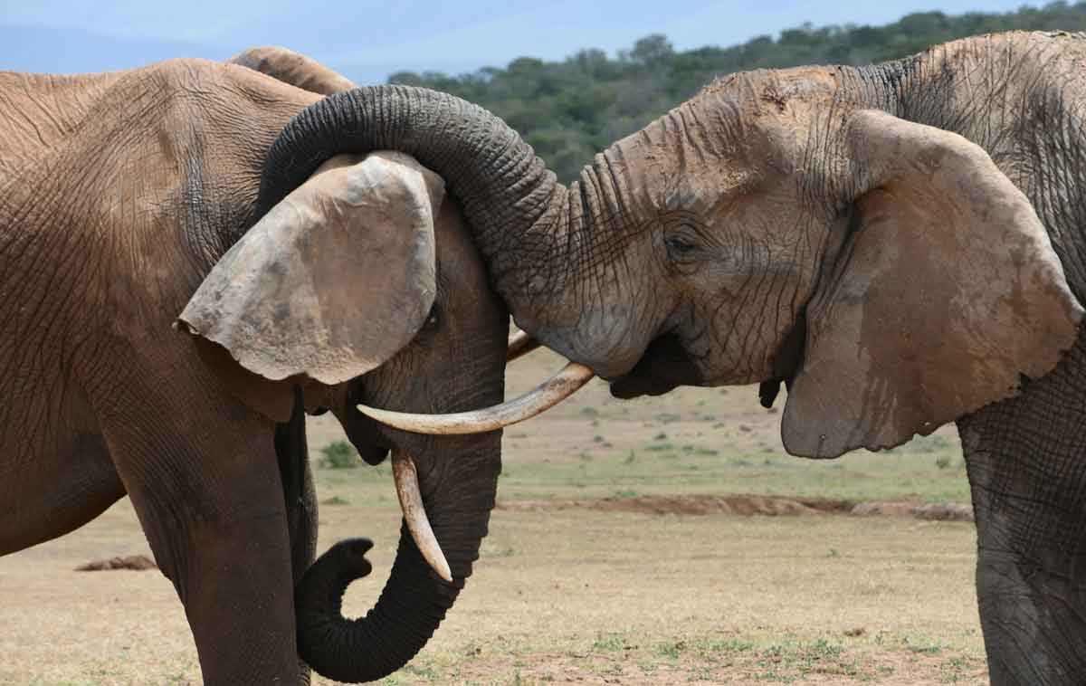 Warmed elephant testicles could help conquer cancer. Photo: Pexels