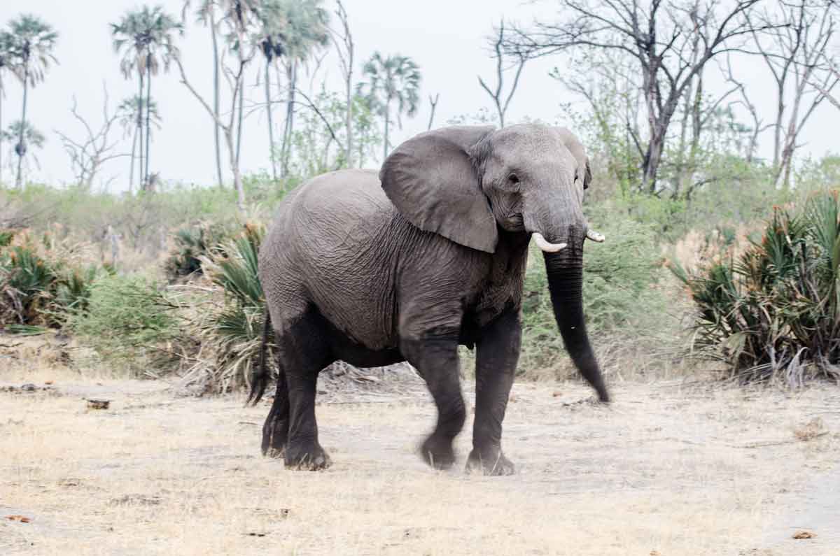 Warmed elephant testicles could help conquer cancer. Photo: Pexels