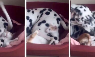 Video divertente: con la sua coda, il cane dalmata non lascia in pace il gattino (Foto: Riproduzione/Reddit)