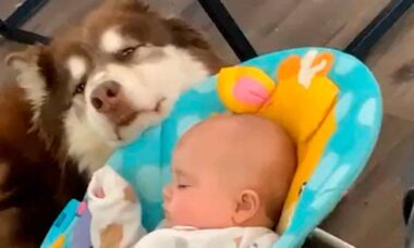 Video adorabile: cane dondola la culla, fa addormentare il bambino e incanta l'internet. Foto e video: Instagram @WeRateDogs