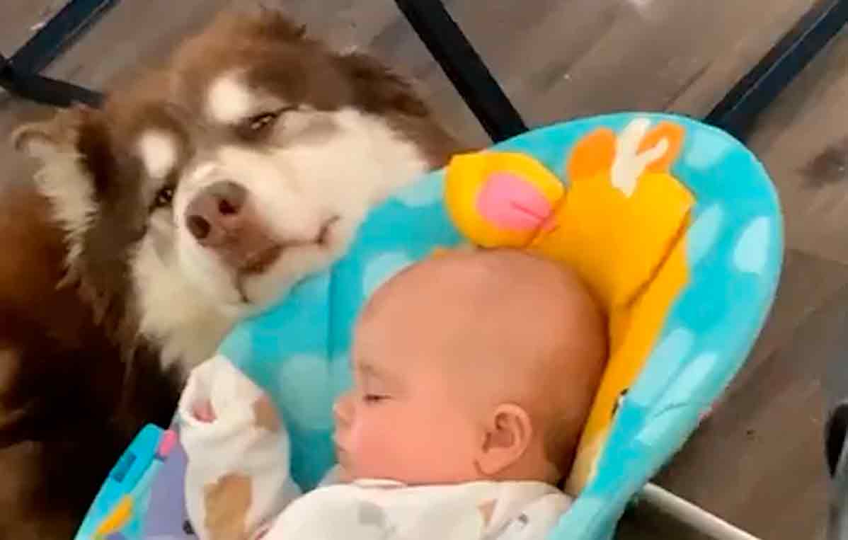 Video adorabile: cane dondola la culla, fa addormentare il bambino e incanta l'internet. Foto e video: Instagram @WeRateDogs 