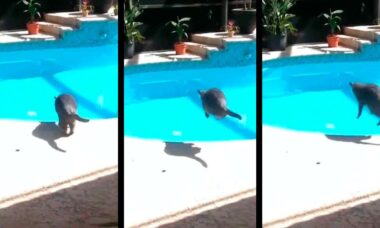 Video: Proprietario malvagio spaventa il gatto che salta in piscina