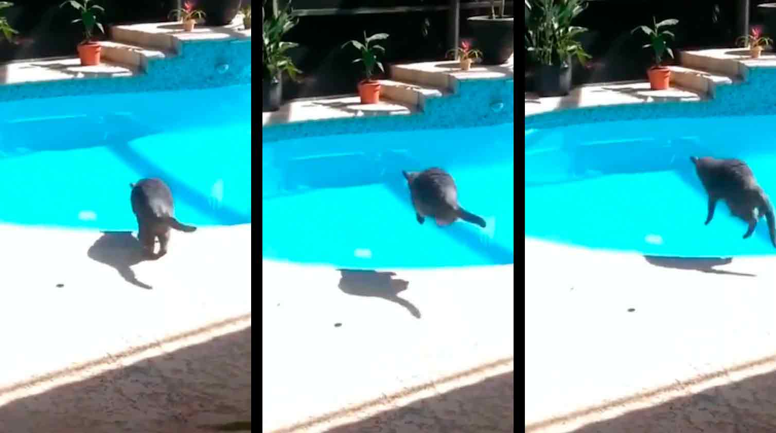 Video: Proprietario malvagio spaventa il gatto che salta in piscina. Foto: instagram @cat_l0verss