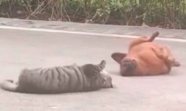 Video divertente: cane e gatto si fissano, provano a combattere, ma entrambi hanno reazioni drammatiche (Foto: Riproduzione Twitter @Yoda4ever)