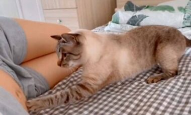 Cute Video: Cat Discovers Owner is Pregnant. Photos and video: Twitter @buitengebieden