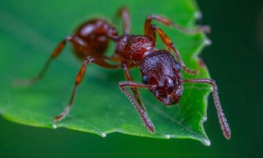 Wie man Ameisen loswird: 8 Hausmittel, die wirklich funktionieren. Foto: Pexels