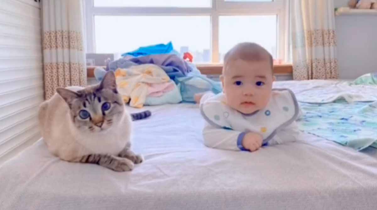 Cute Video: Cat Discovers Owner is Pregnant. Photos and video: Twitter @buitengebieden