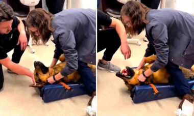 Video impressionante: Vedi il momento in cui una dottoressa salva la vita di un cane che ha inghiottito un giocattolo (Foto: Riproduzione/Twitter)