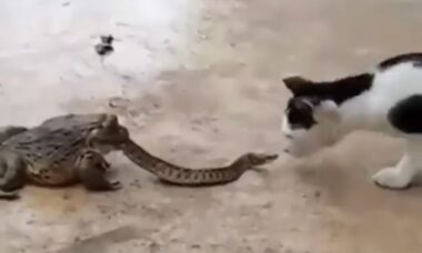 Video con immagini forti: serpente lotta con gatto mentre viene mangiato da una rana (Foto: Riproduzione/Twitter)