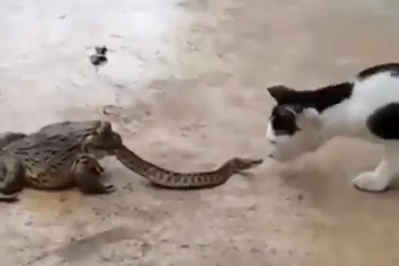 Video con immagini forti: serpente lotta con gatto mentre viene mangiato da una rana (Foto: Riproduzione/Twitter)