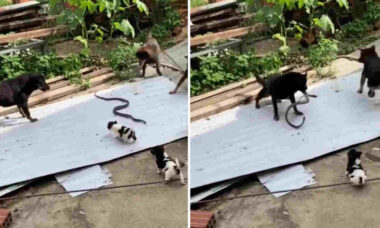 Video impressionante: cani e serpente in una lotta tra vita e morte (Foto: Riproduzione/Twitter)