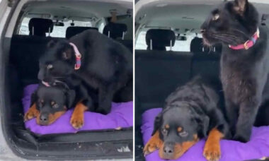 Cute… and dangerous video: Rottweiler dog and panther exchange caresses (Photo: Reproduction/Twitter)
