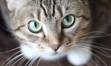 Forstå hvorfor katten din stirrer på deg lenge uten å blunke. Foto: Pexels