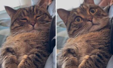 Vtipné video: Majitel se omlouvá a kočka reaguje roztomile. Foto a video: Instagram @ringodanyan