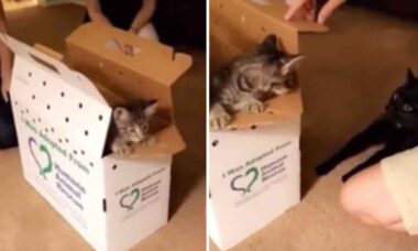 Αστείο βίντεο: η οικογένεια παίρνει ένα δεύτερο γατάκι, και το γατί που κυριαρχούσε μόνο του δεν φάνηκε ενθουσιασμένο (Φωτογραφία: Αναπαραγωγή/Reddit)