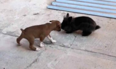 Hilarious video: puppy hangs out with rabbit so much that it starts to mimic its steps (Photo: Reproduction/Twitter)
