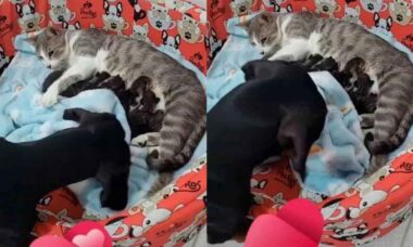 Vídeo fofo: cãozinho cobre ninhada de gatos e derrete corações na internet (Foto: Reprodução/TikTok)