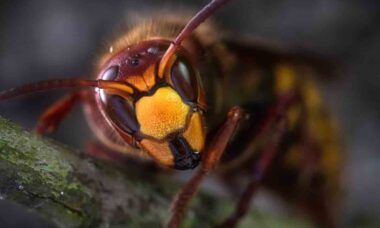 Avistamentos de vespas asiáticas causam alarme no Reino Unido