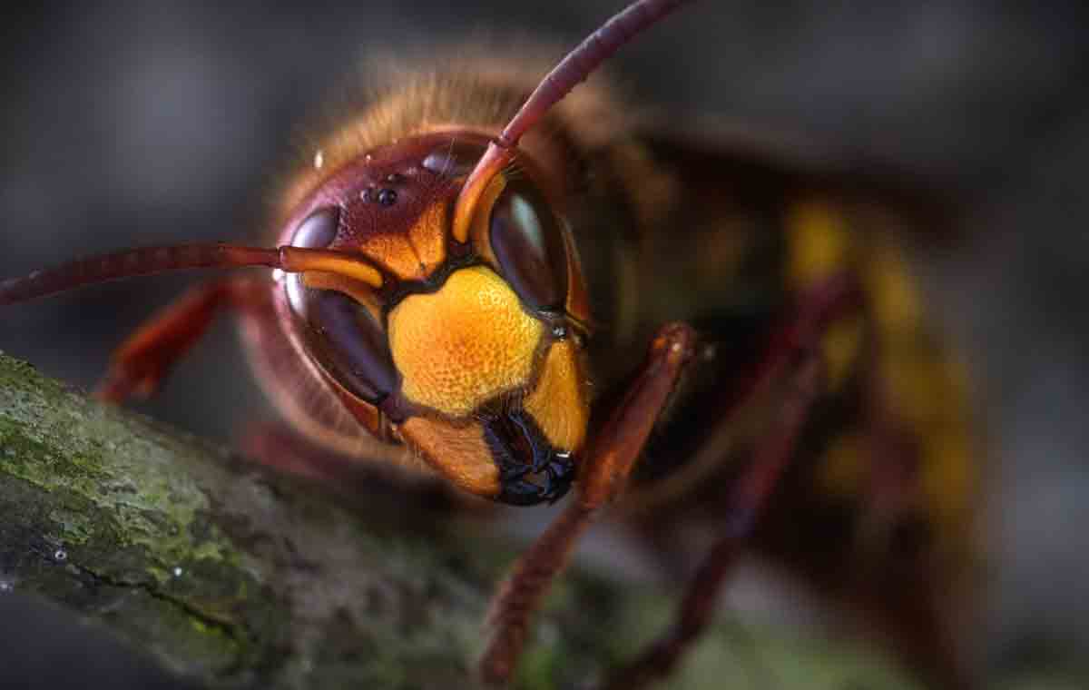 Sightings of Asian hornets cause alarm in the UK