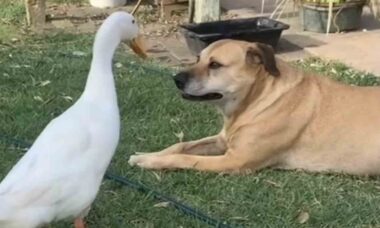 Hilarisk video: frekk and får en karamellfarget blandingshund til å miste tålmodigheten (Bilde: Instagram)