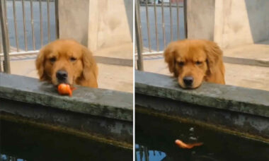 Duygusal video: Köpek, bir balığı diriltmek için her şeyi yapıyor (Fotoğraf: Reprodução/Twitter)