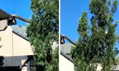 I skræmmende video, kæmpe pyton kravler ud fra taget på et hus i Australien