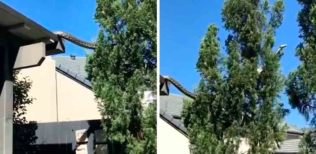 I skræmmende video, kæmpe pyton kravler ud fra taget på et hus i Australien 