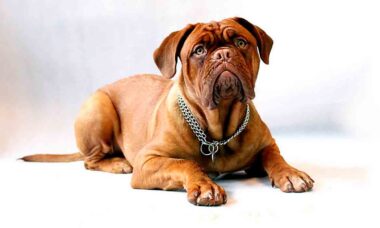 Dogue de bordeaux. Foto: pxhere