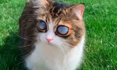 Video: Blind cat gets stunning eyes and becomes an internet star. Photo: Tiktok Reproduction
