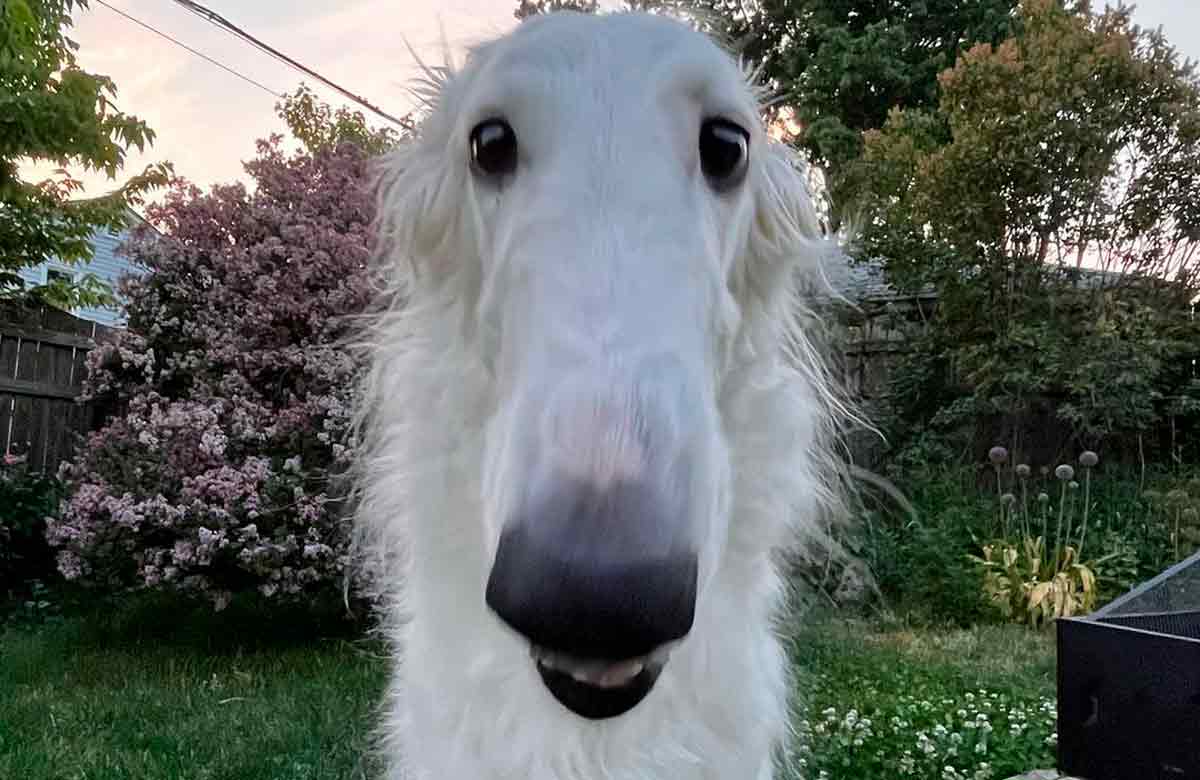 Vídeo fofo: Cachorro com 'nariz mais longo do mundo' faz sucesso nas redes sociais
