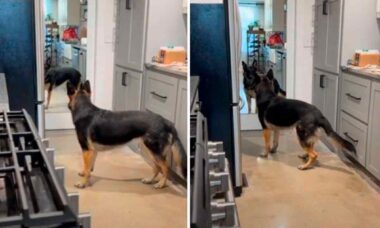 Hilarious video: dog gets upset with its own reflection in the mirror (Photo: Reproduction/Reddit)