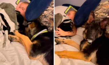 Hilarious video: German shepherd steals baby's pacifier and amuses the internet (Photo: Reproduction/TikTok)