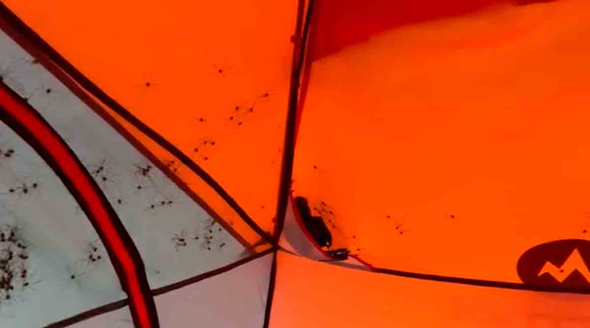 Video: Camper føler bevægelse i sovepose og vågner op til et ægte mareridt. Billede: Gengivelse Facebook