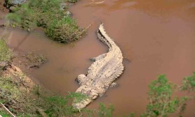 Vídeo aterrorizante mostra o momento que crocodilo come hipopótamo com cordão umbilical ainda preso