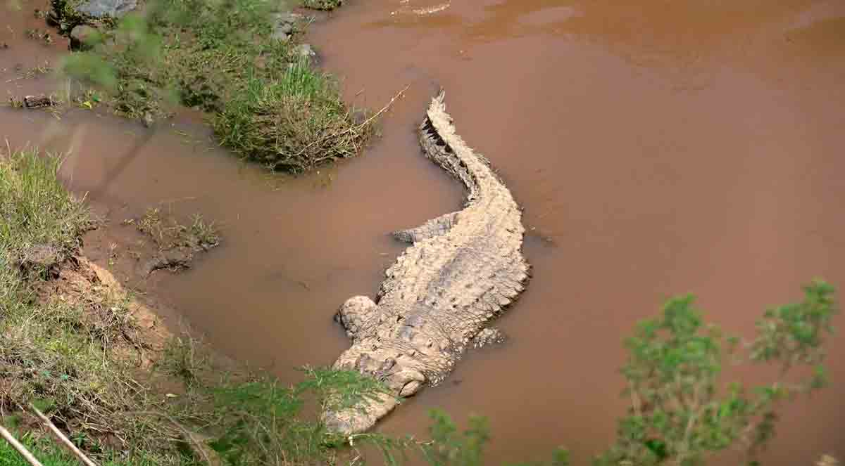 Vídeo aterrorizante mostra o momento que crocodilo come hipopótamo com cordão umbilical ainda preso