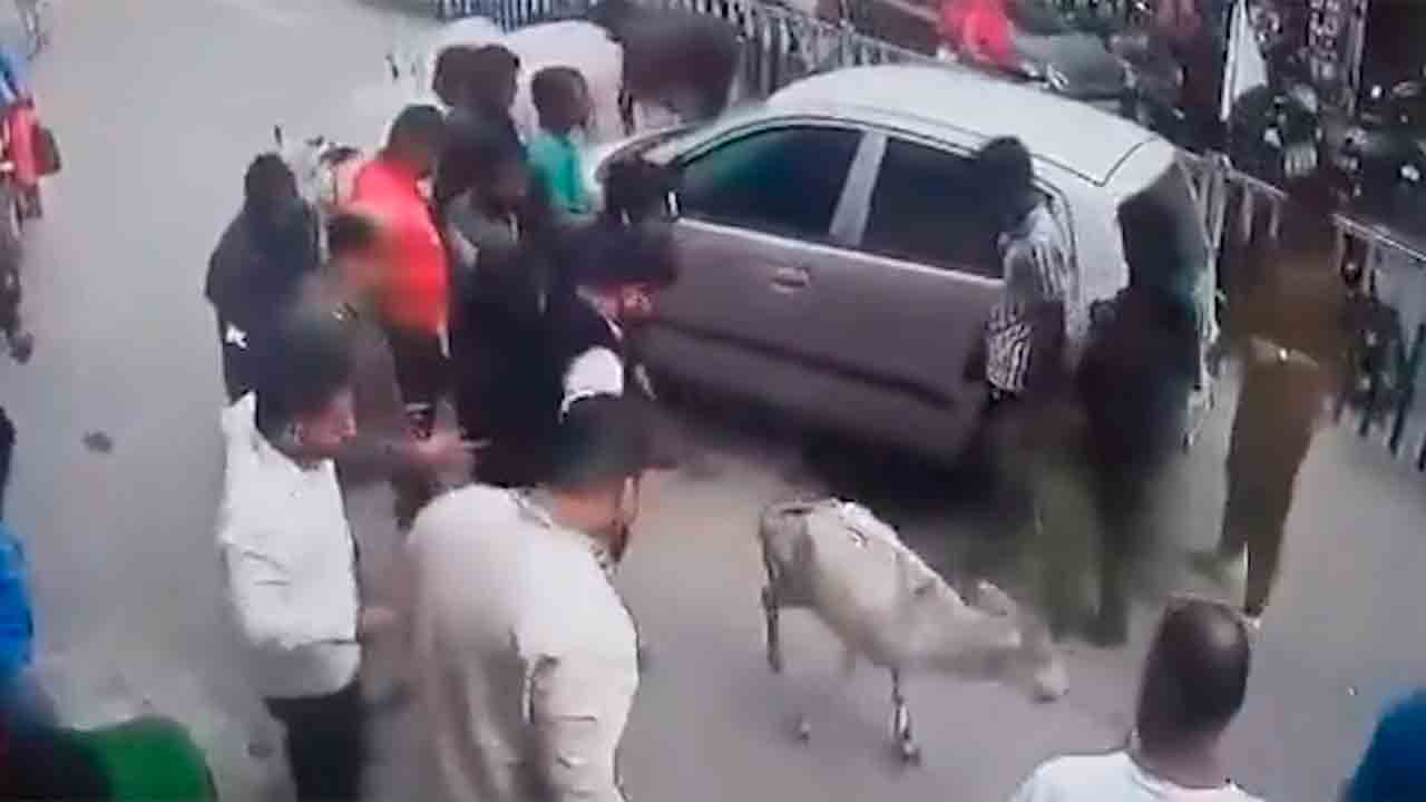 Vídeo: Vacas perseguem carro para salvar bezerro preso em incidente emocionante em Raigarh. Foto: X @capt_ivane