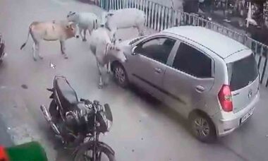 Vídeo: Vacas perseguem carro para salvar bezerro preso em incidente emocionante em Raigarh. Foto: X @capt_ivane