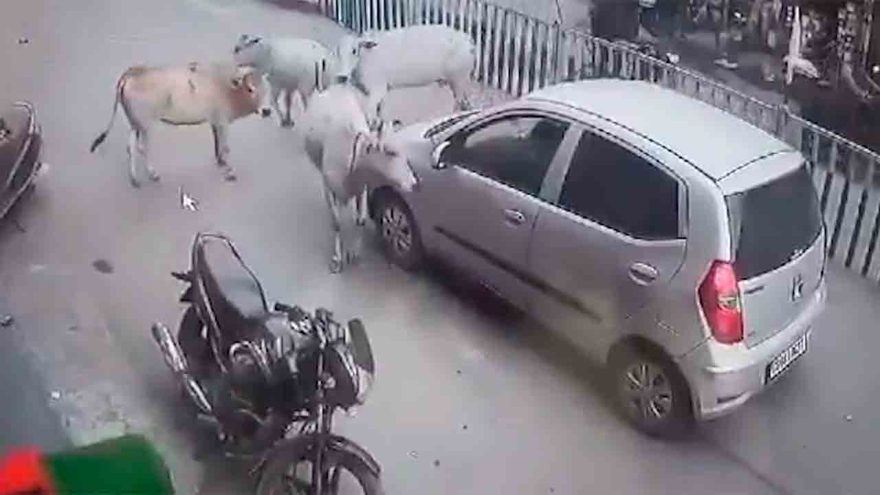 Video: Koeien achtervolgen auto om vastzittend kalf te redden in ontroerend incident in Raigarh. Foto: X @capt_ivane