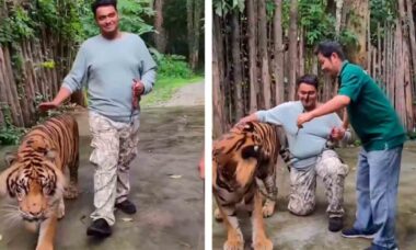 Ataque de tigre na Tailândia viraliza nas redes sociais após turista tentar tirar foto com o animal. X @sidhshuk